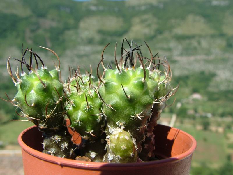 Turbinicarpus bonatzii 