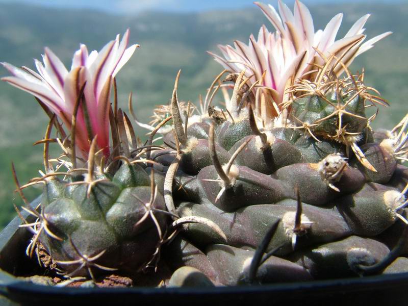 Turbinicarpus bonatzii 