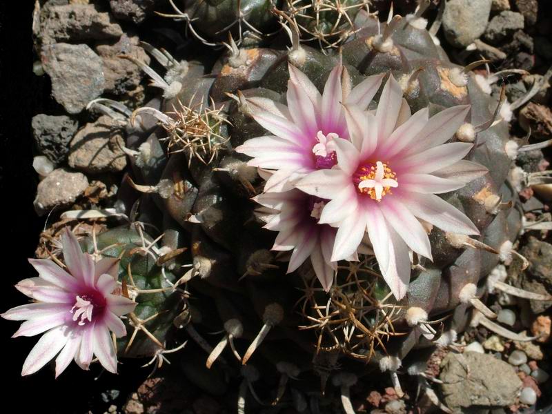 Turbinicarpus bonatzii 