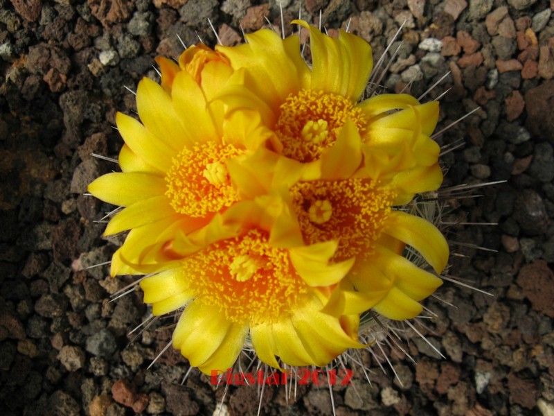 Thelocactus conothelos v. aurantiacus CSD 149