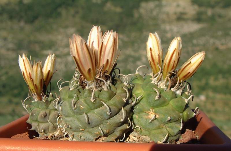 Turbinicarpus  