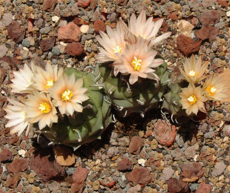 Turbinicarpus  