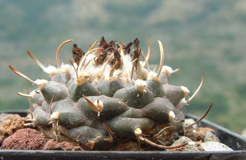 Turbinicarpus bonatzii 