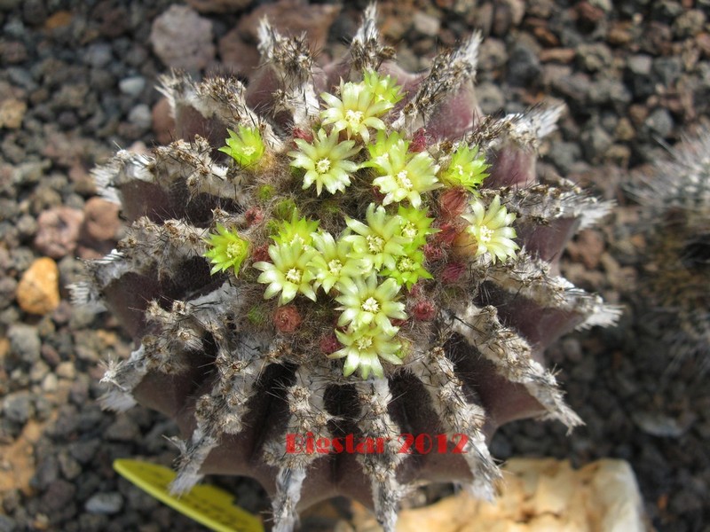 Uebelmannia pectinifera v. horrida 