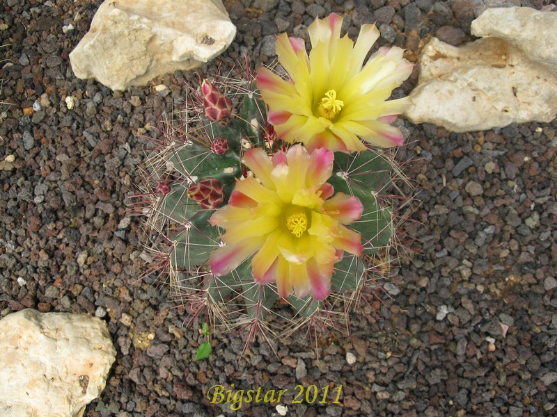 Ferocactus hamatacanthus 