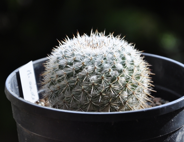 Mammillaria cadereytensis 