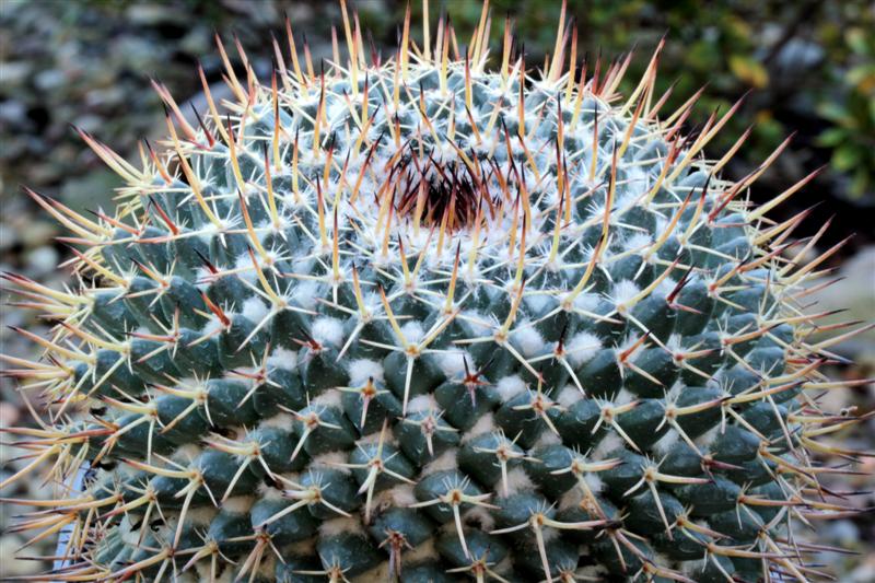 Mammillaria hastifera 