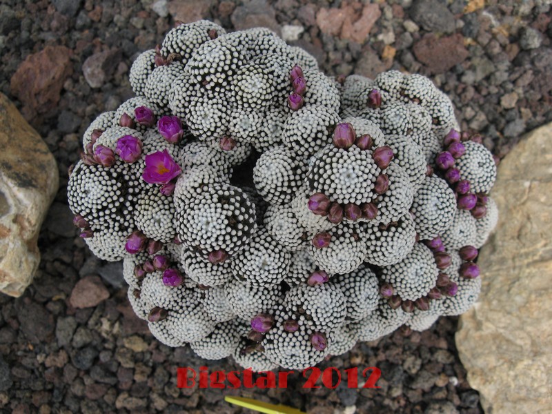 Mammillaria luethyi 