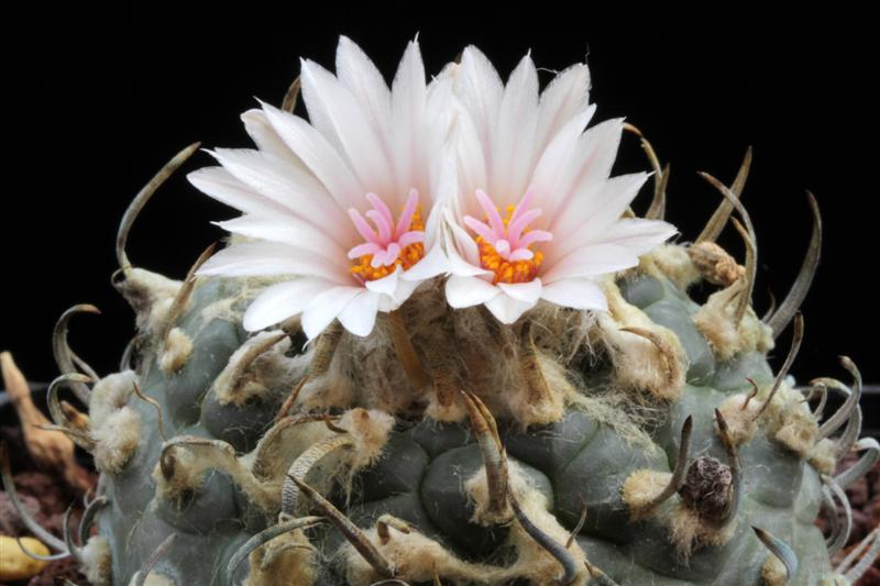 Turbinicarpus macrochele ssp. polaskii 