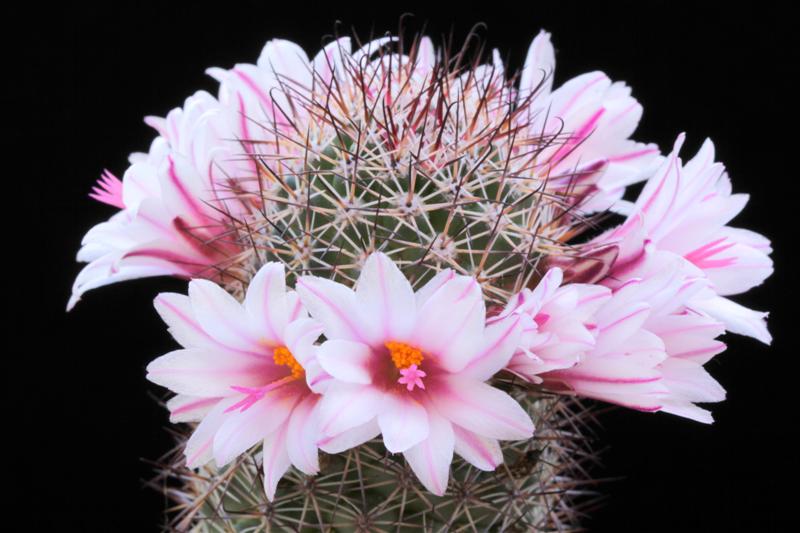 Mammillaria fraileana 