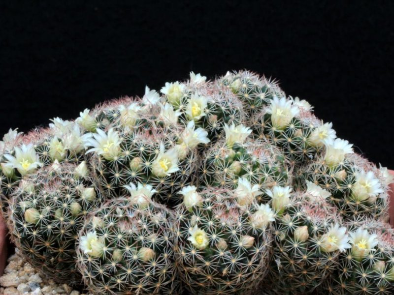 Mammillaria picta 