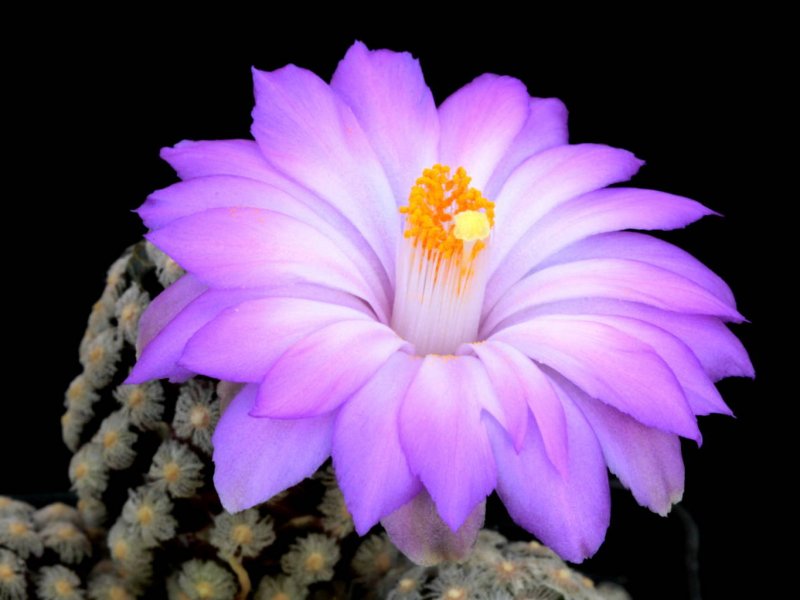 Mammillaria theresae 