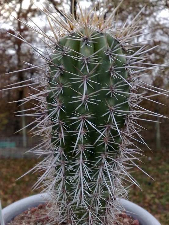 pachycereus weberi