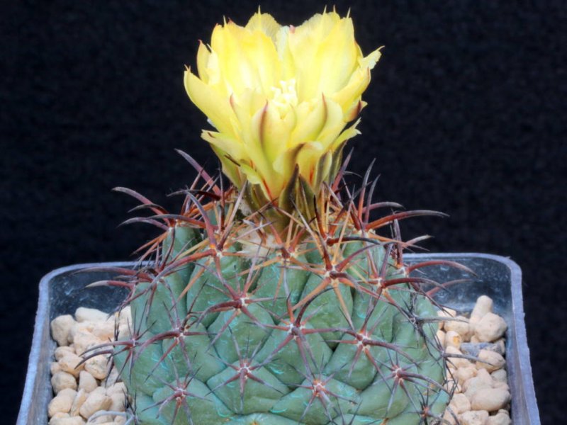 Coryphantha difficilis 