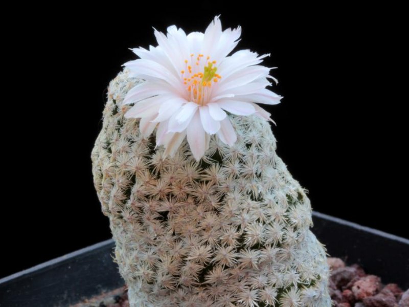 Mammillaria albiflora 