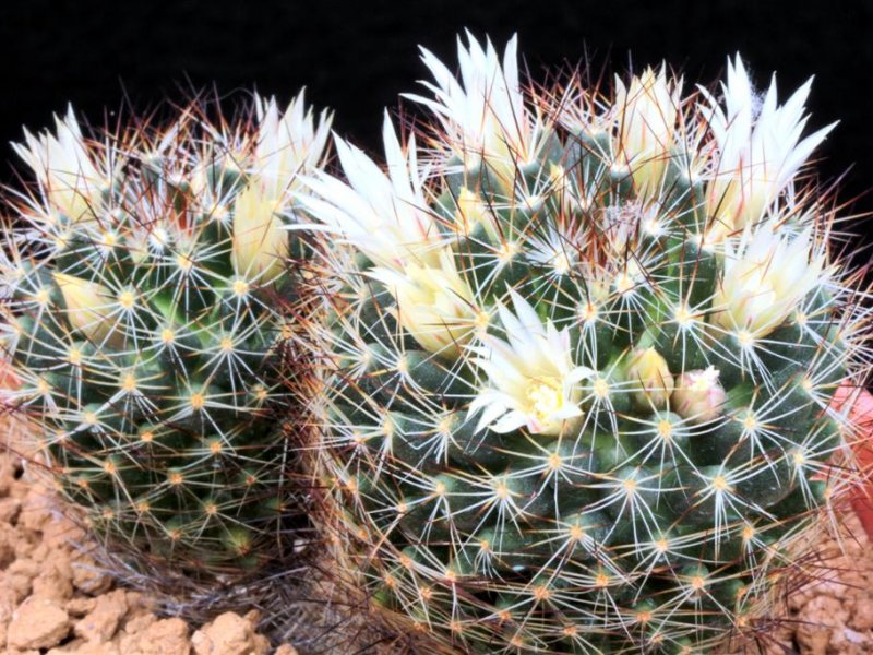 Mammillaria picta BZ 29