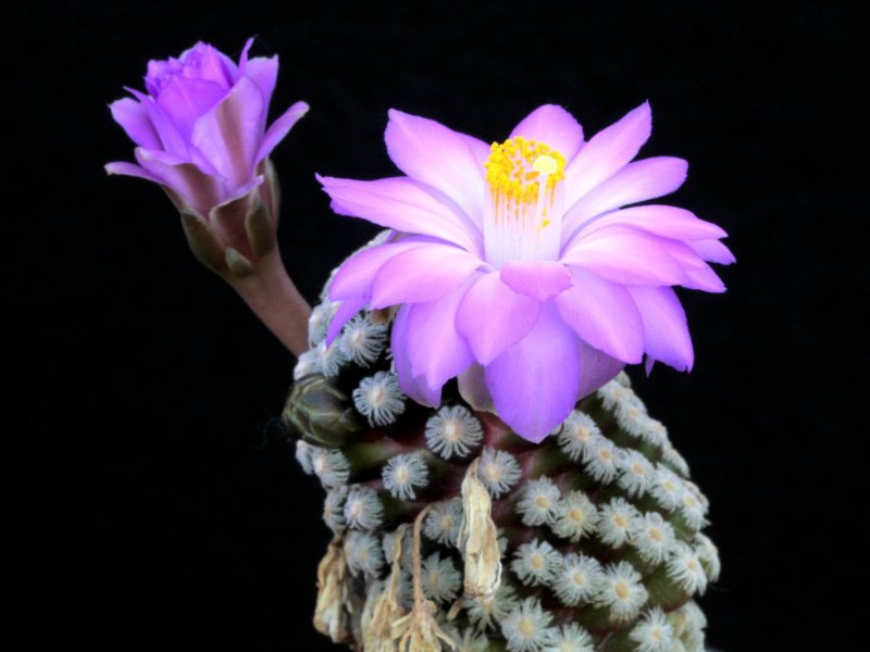 Mammillaria theresae 