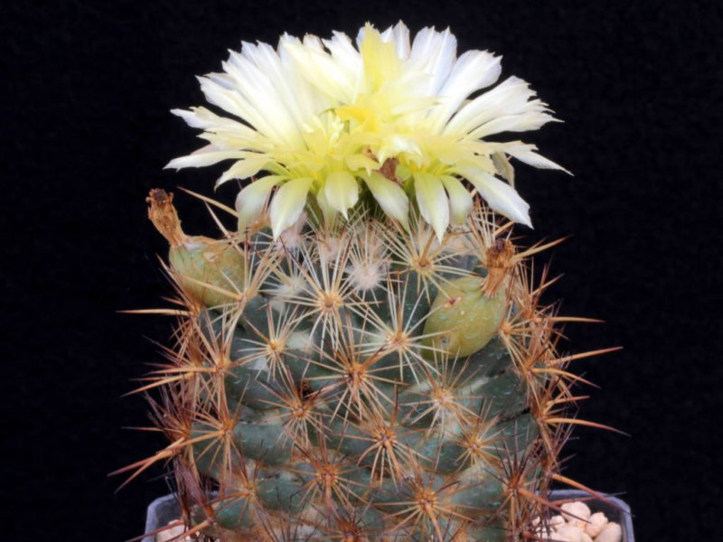 Coryphantha glanduligera 