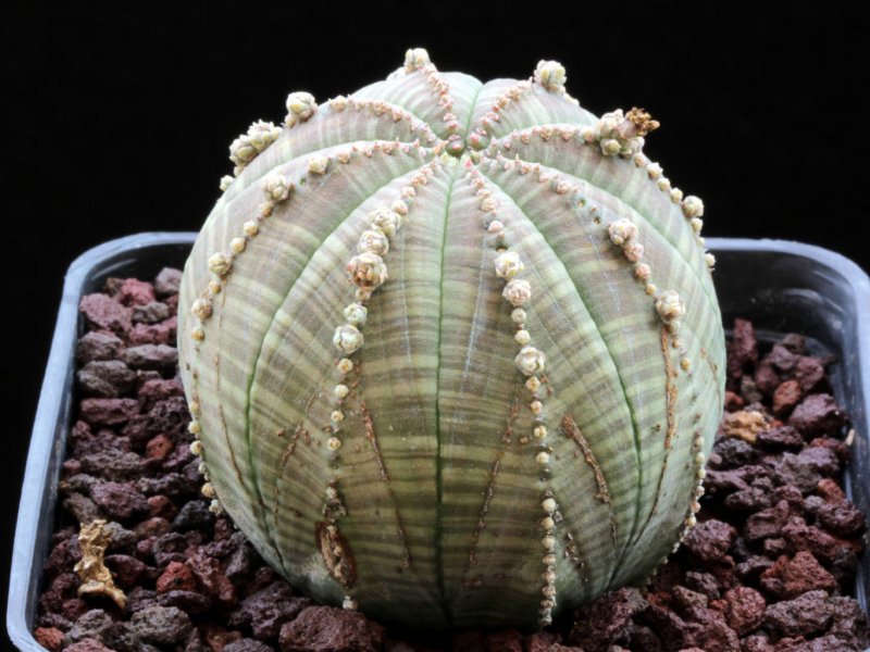 Euphorbia obesa f. prolifera 