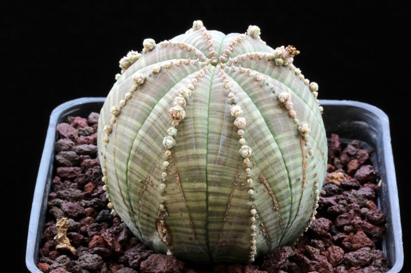 euphorbia obesa f. monstruosa