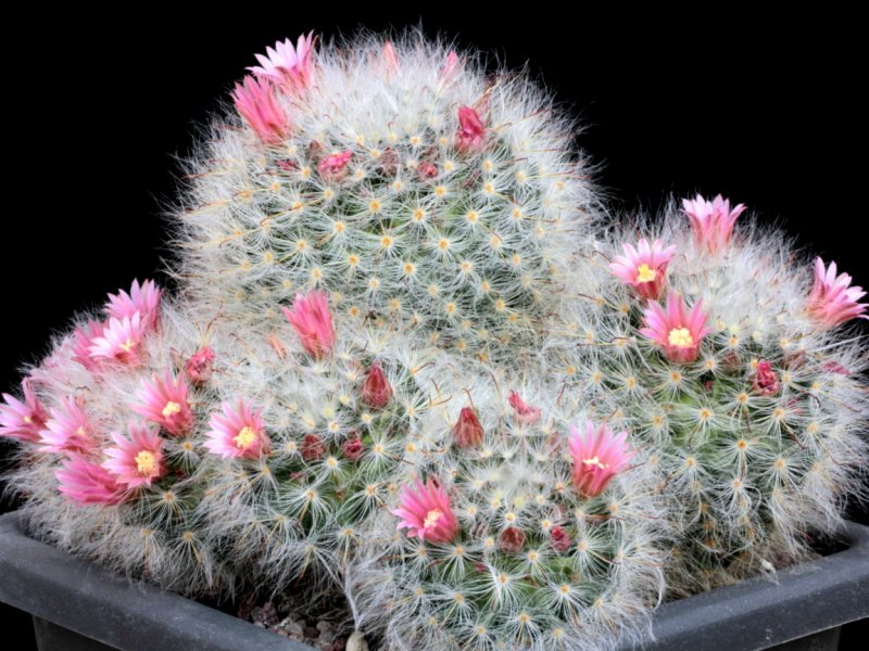 Mammillaria bocasana 