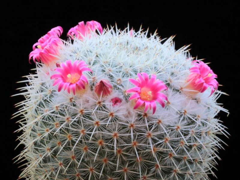 Mammillaria haageana 