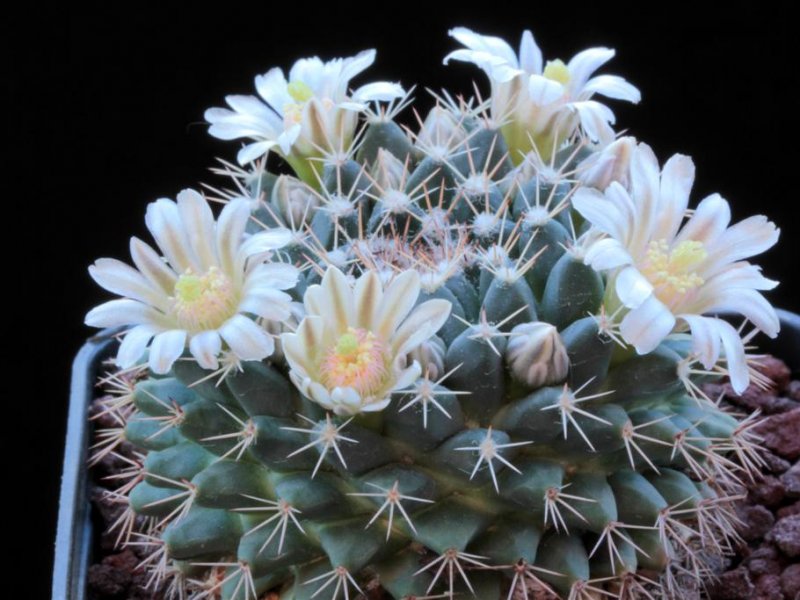 Mammillaria roseoalba SB 285