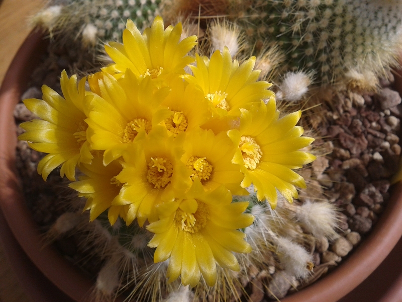 Parodia chrysacanthion 