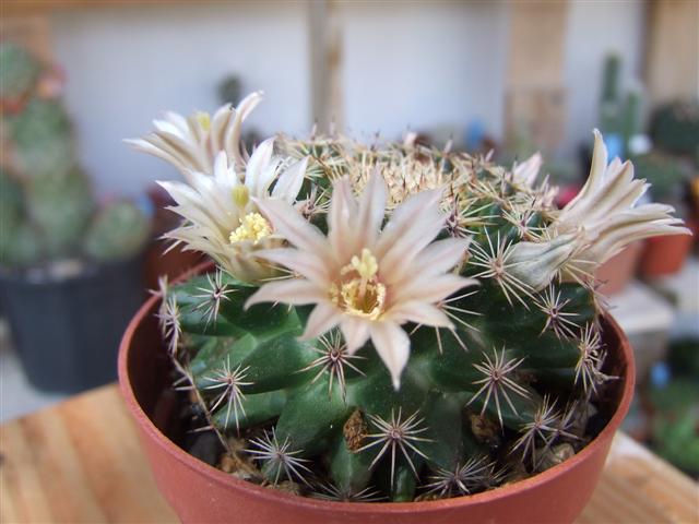 Mammillaria heyderi 