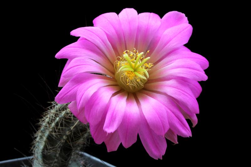 Echinocereus palmeri SB 184