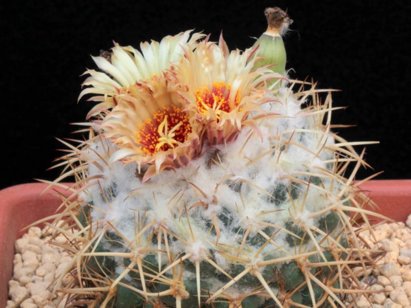 Coryphantha elephantidens ssp. bumamma 