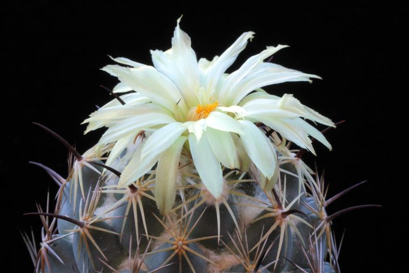 Coryphantha pallida ssp. calipensis 