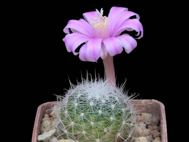 Mammillaria longiflora 