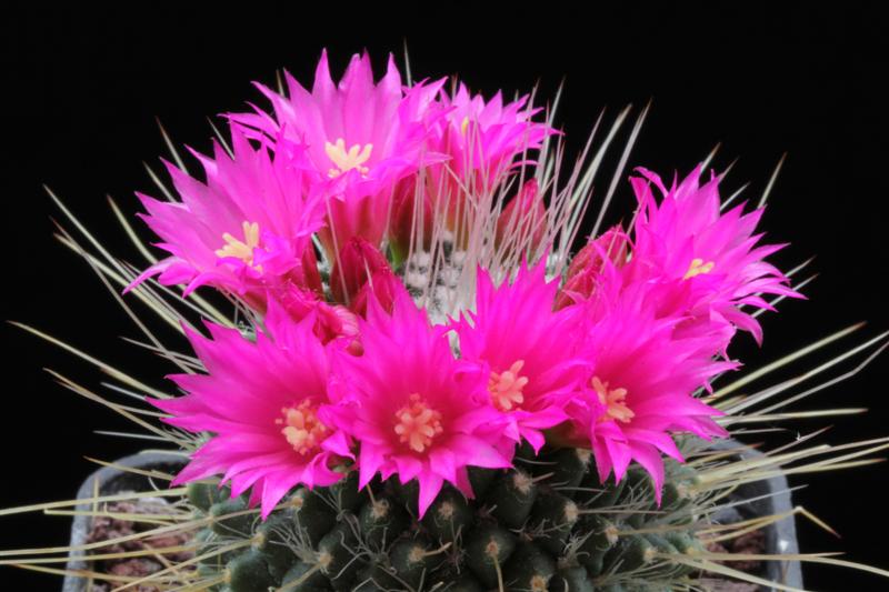 Mammillaria polythele cv. un pico 