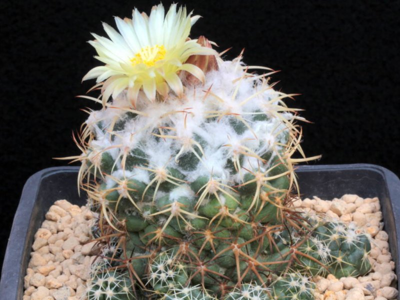 Coryphantha elephantidens ssp. greenwoodii 