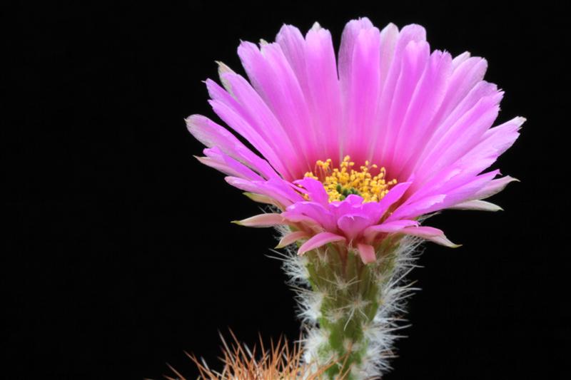 Echinocereus  reichenbachii ssp. baileyi 