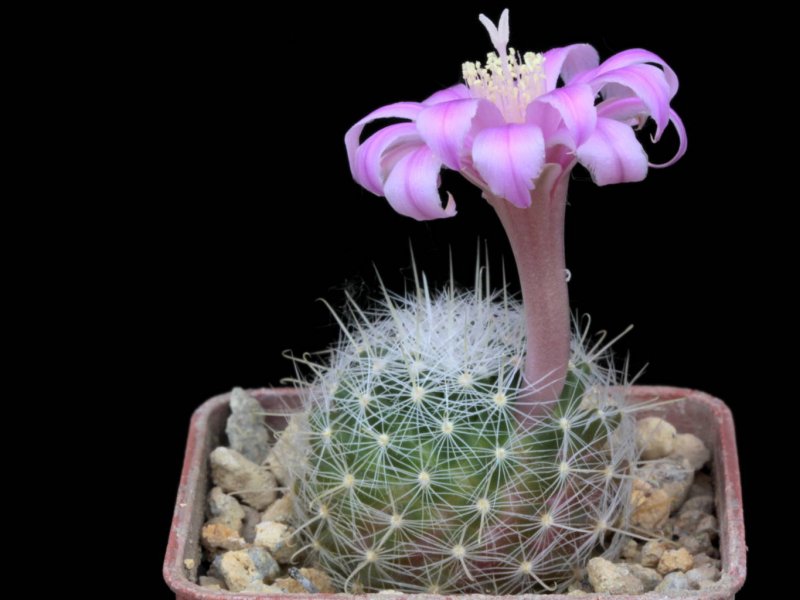 Mammillaria longiflora 