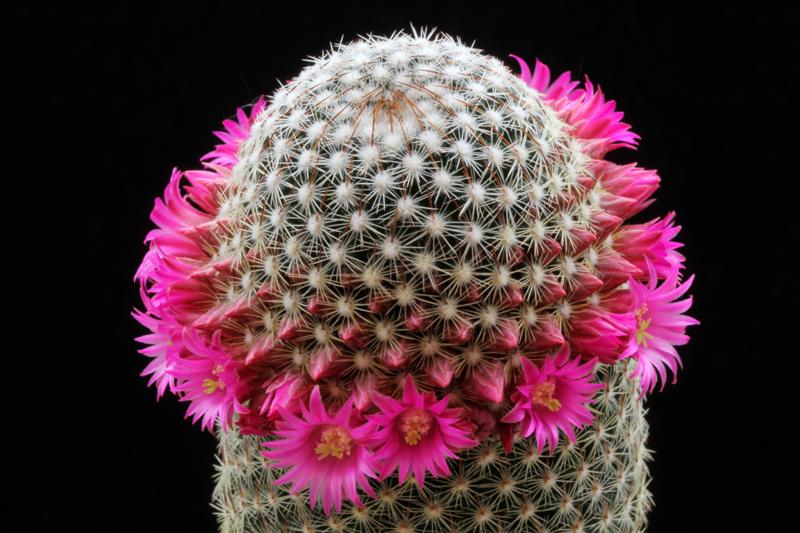 Mammillaria matudae 