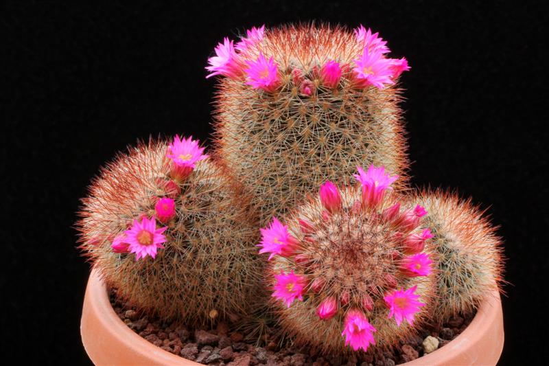 Mammillaria spinosissima 