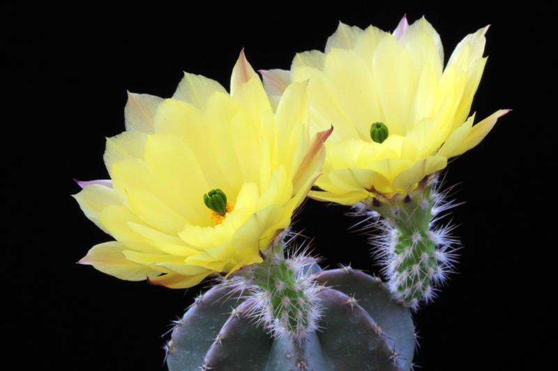 Echinocereus subinermis 