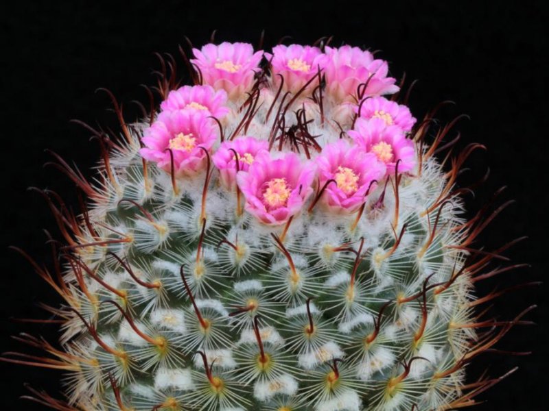 Mammillaria bombycina 