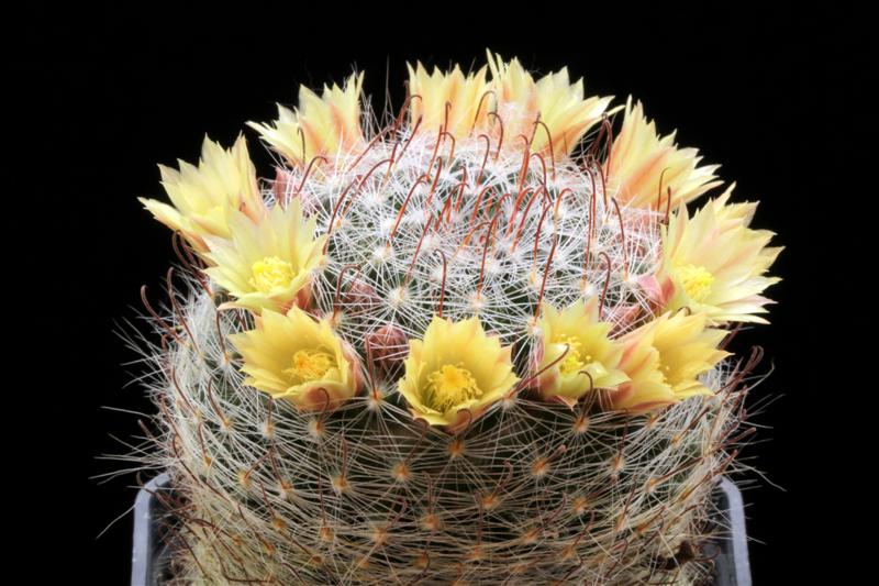 Mammillaria nana SB 1443