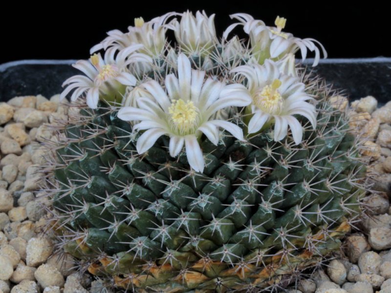 Mammillaria roseoalba SB 285