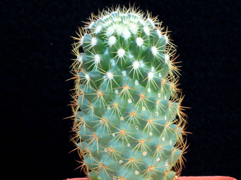 Coryphantha glassii  KKR 604