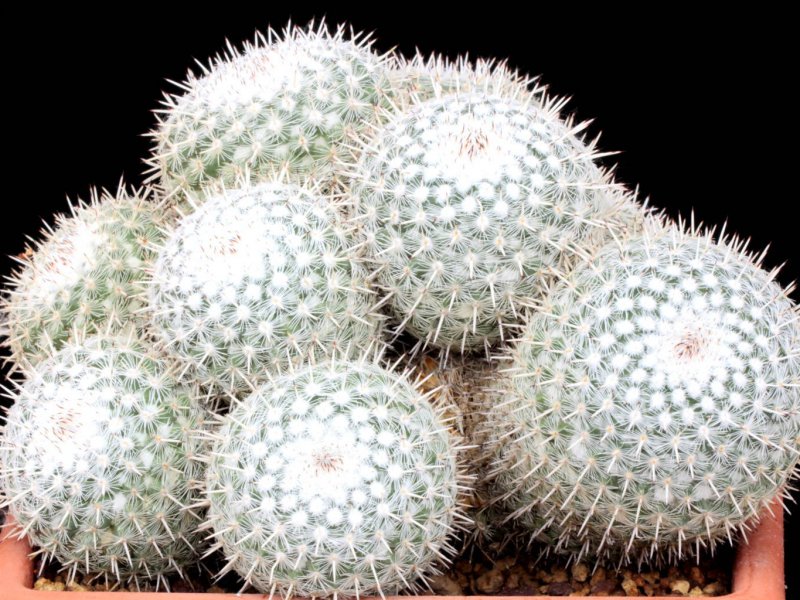 Mammillaria geminispina 