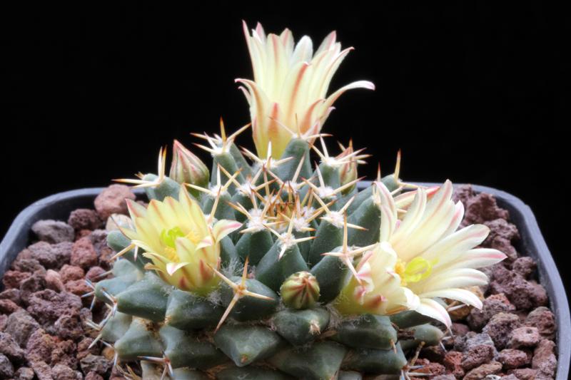 Mammillaria peninsularis SB 1604