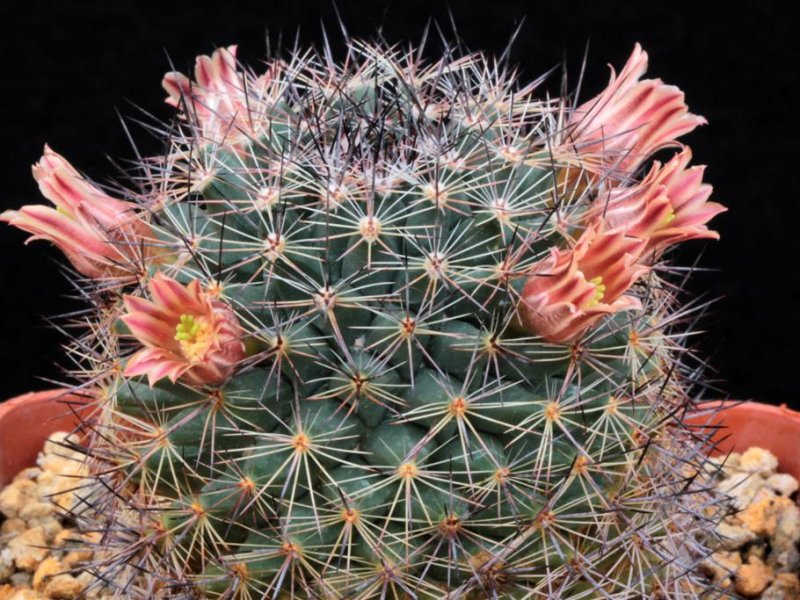 Mammillaria zeyeriana SB 445