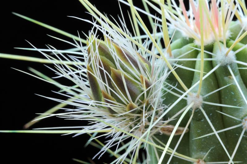 Echinocereus  viereckii ssp. huastecensis 