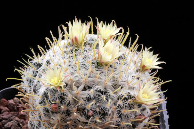 Mammillaria nana ssp. duwei 