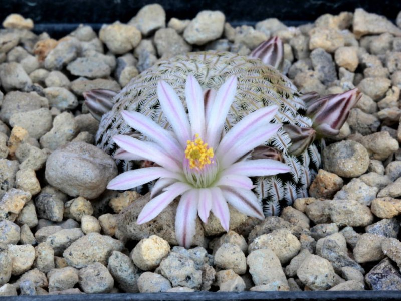 Mammillaria pectinifera GCG 1201